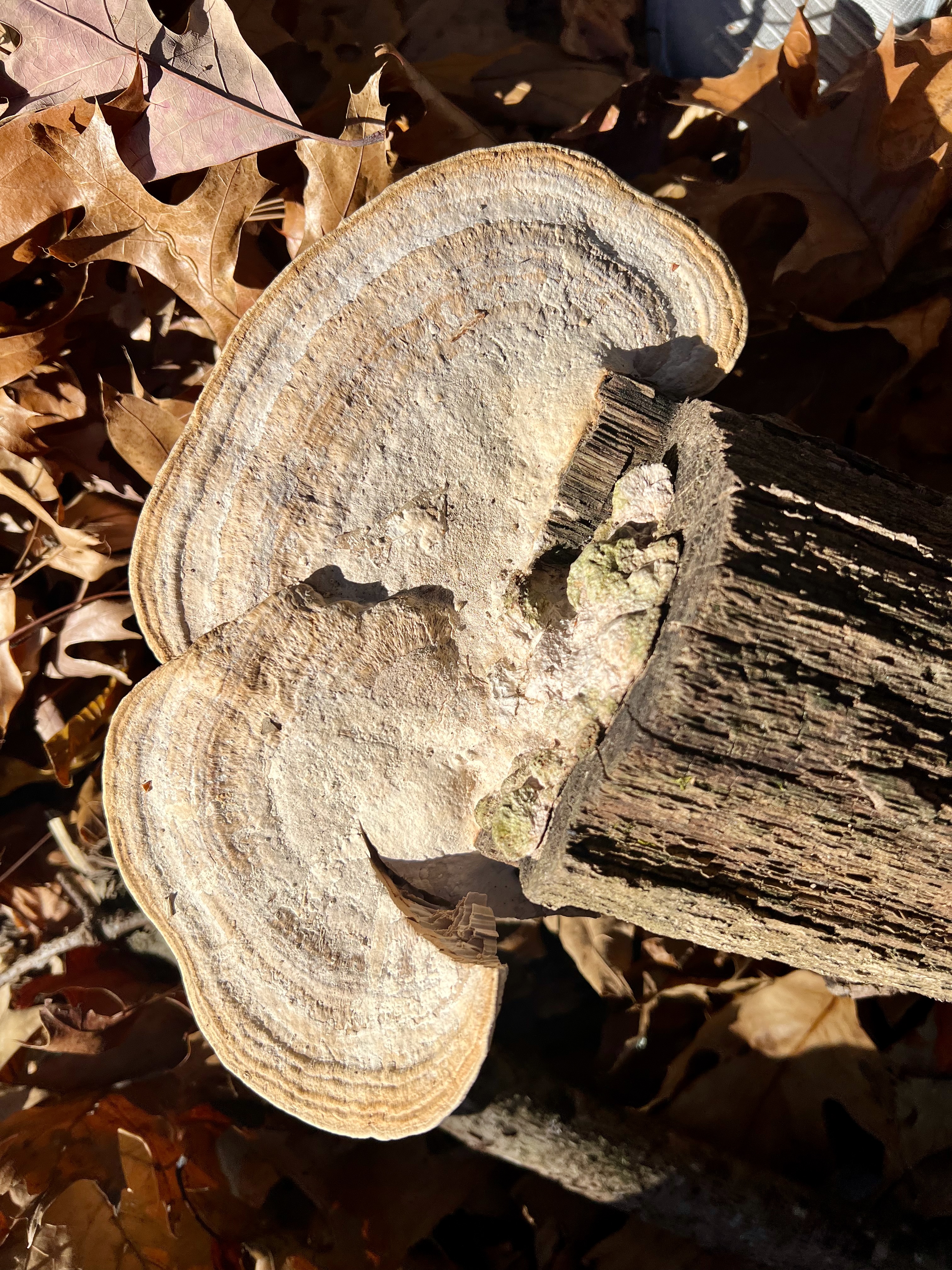 Daedaleopsis confragosa